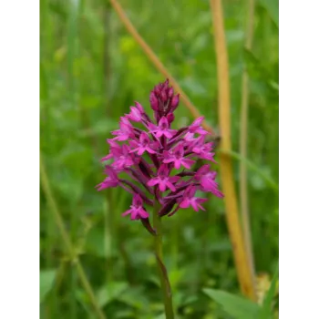 Orchid Flower